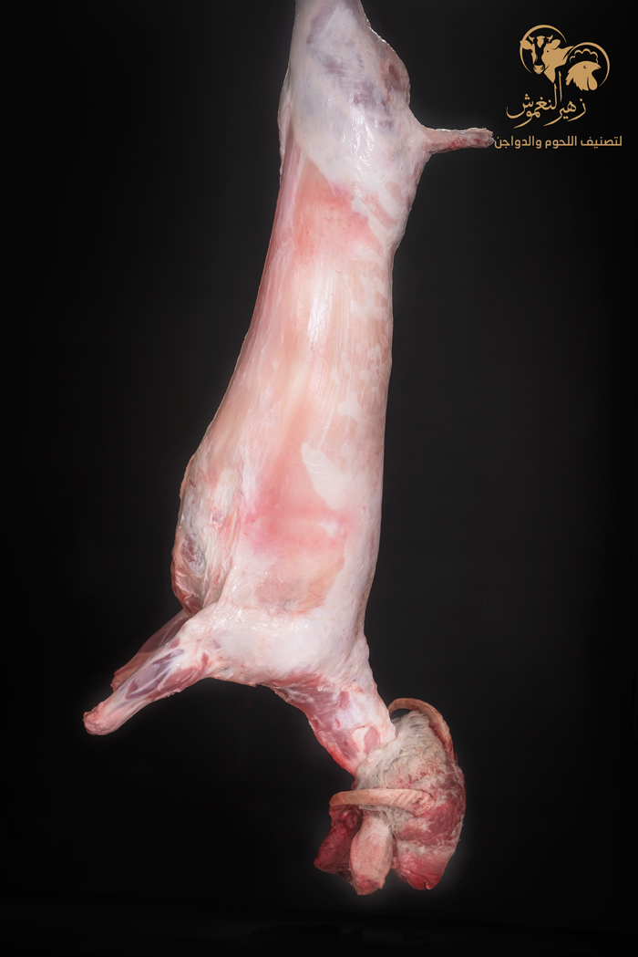 خروف روماني ....